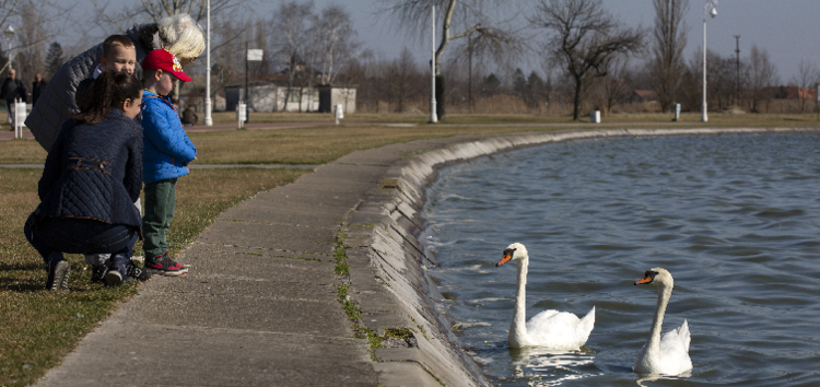 labudovi_palic